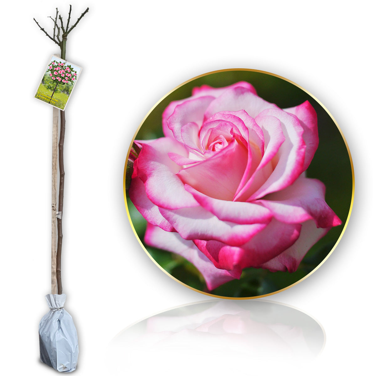 Stromková růže "Laminuette"