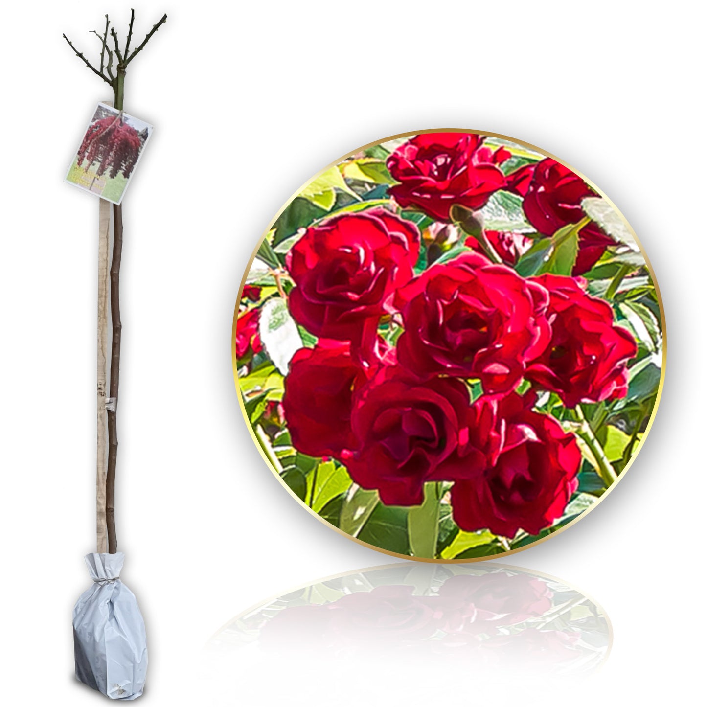 Stromková růže "Scarlet"