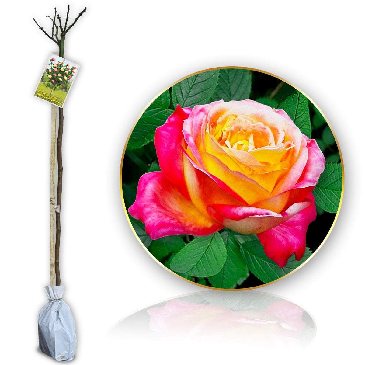 Stromková růže "Double Delight"