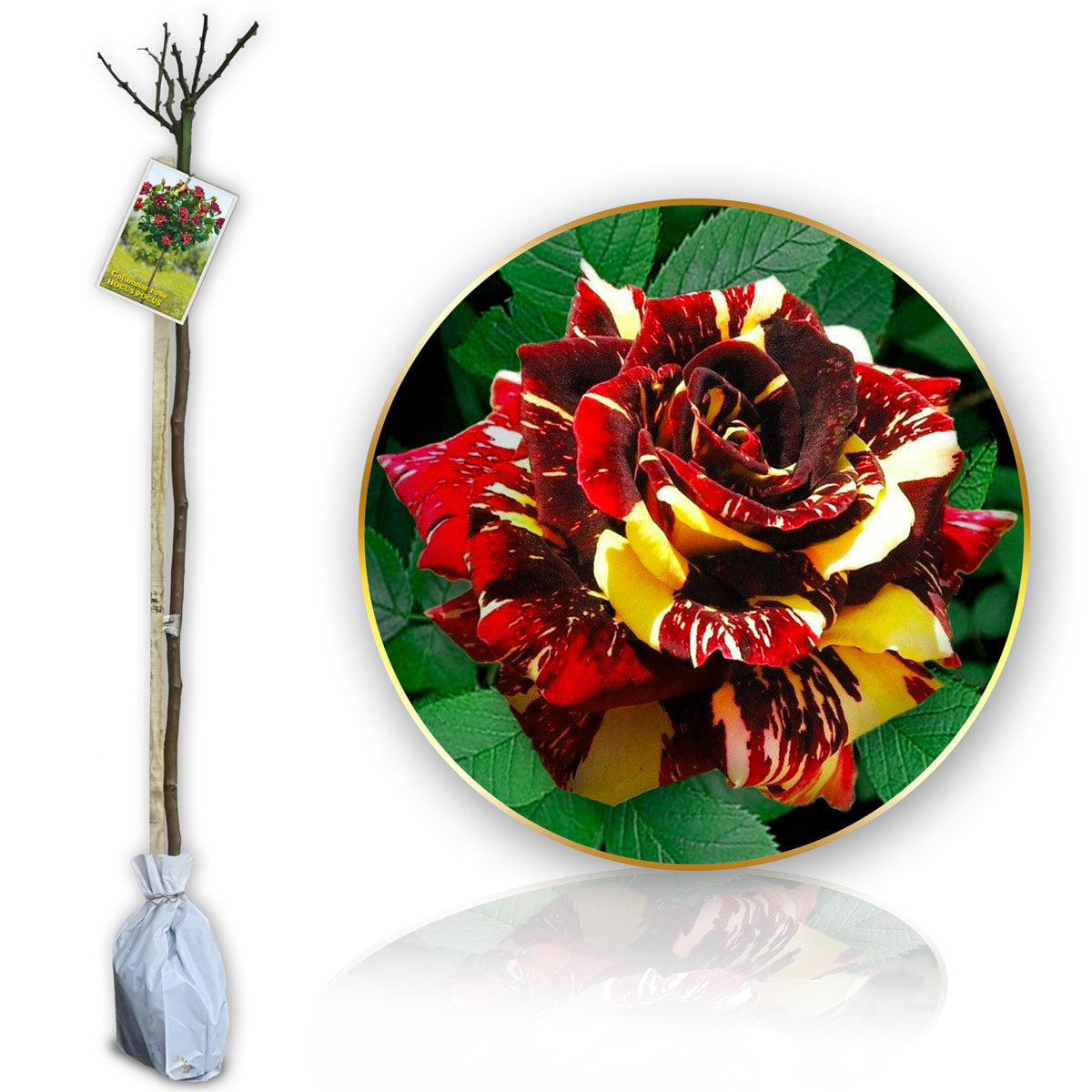 Stromková růže "Hokus Pokus"