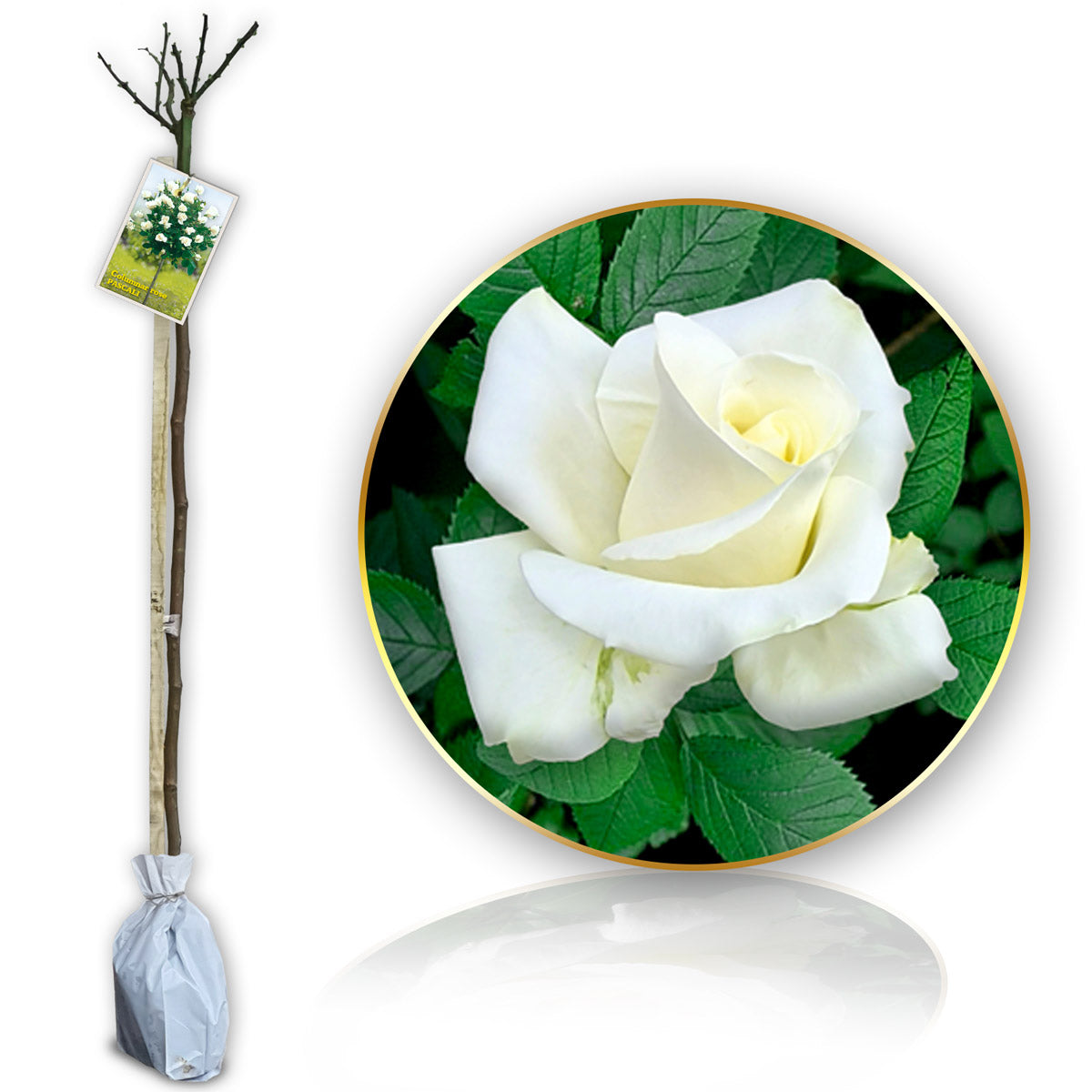 Stromková růže "Pascali"